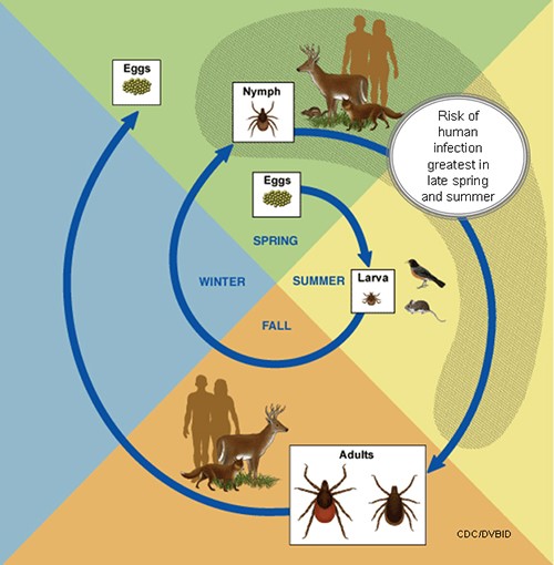 What is Lyme disease Tufts Lyme Disease Initiative