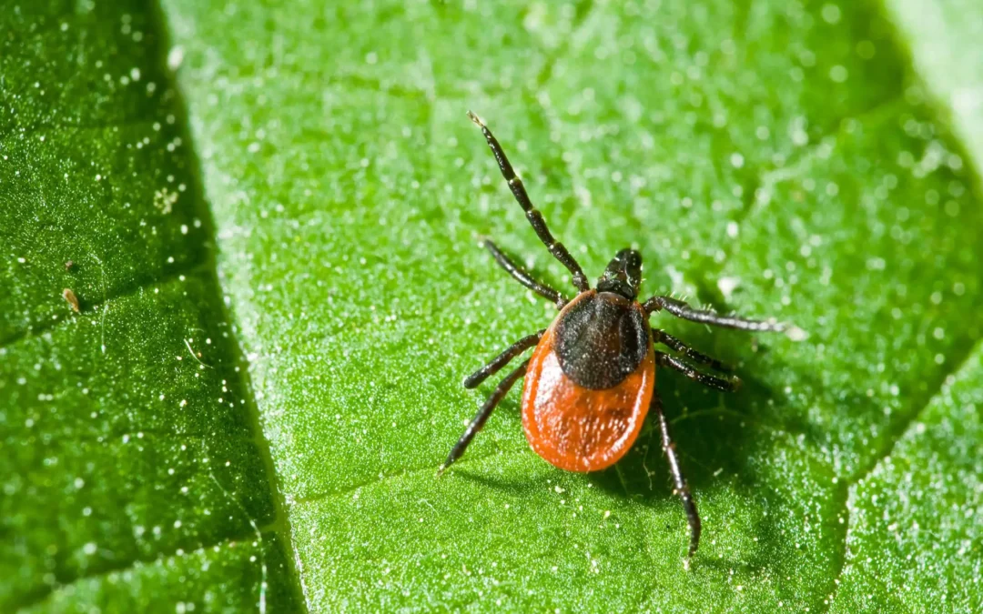 How Much Should I Worry About Ticks?