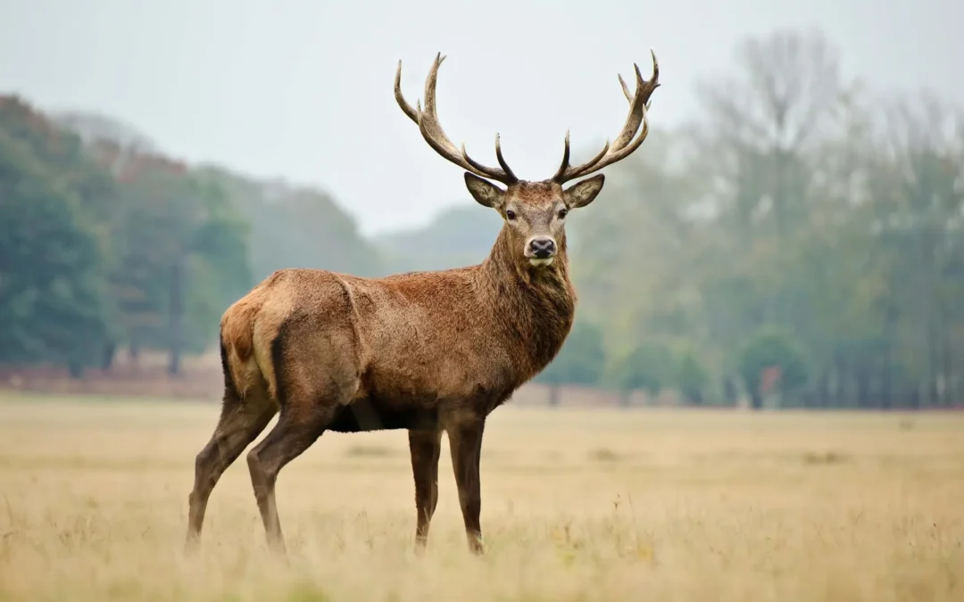 Stopping the biggest forest killer: deer