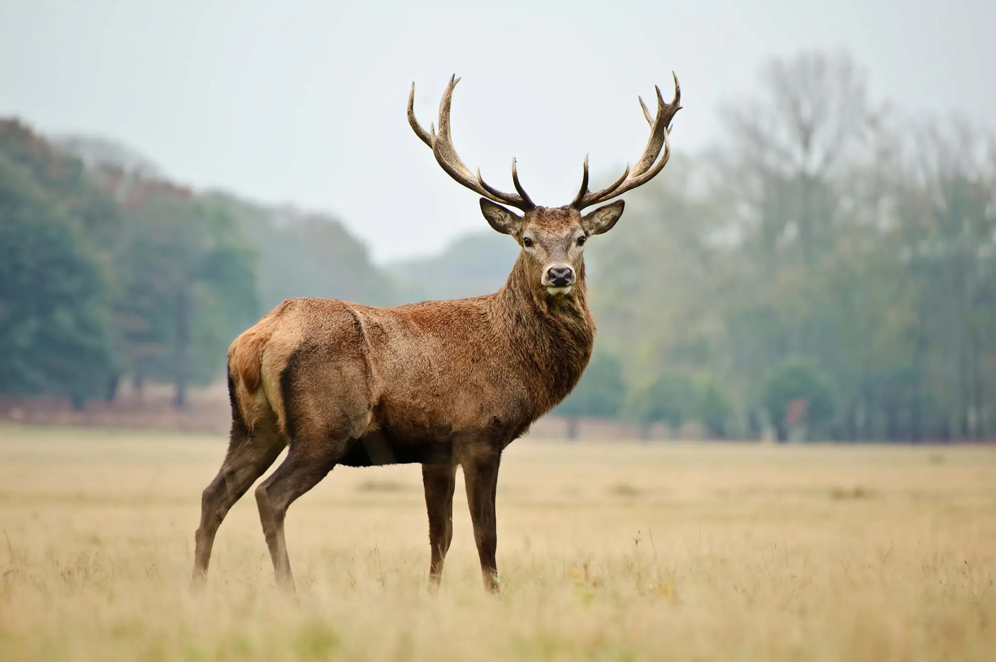Stopping the biggest forest killer: deer