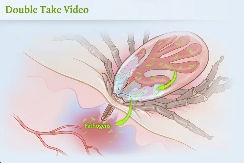 Tickborne Diseases– New England Journal of Med.