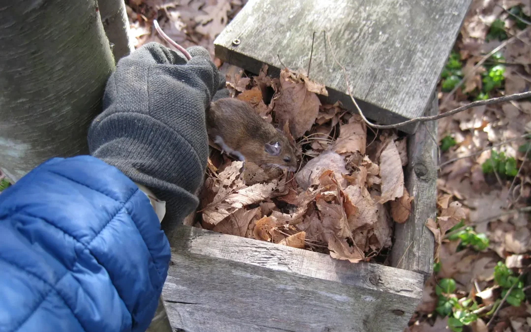 Eradicating Lyme with Novel Antibiotics