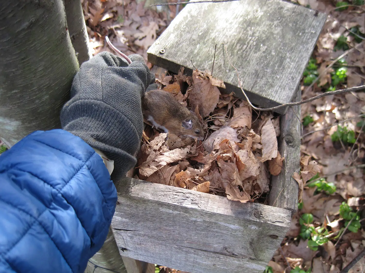 Eradicating Lyme with Novel Antibiotics