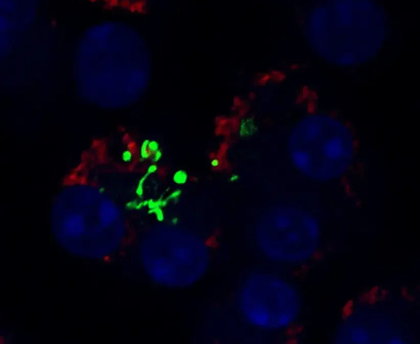 Tufts Lyme Disease Initiative receives $7 million in new grants