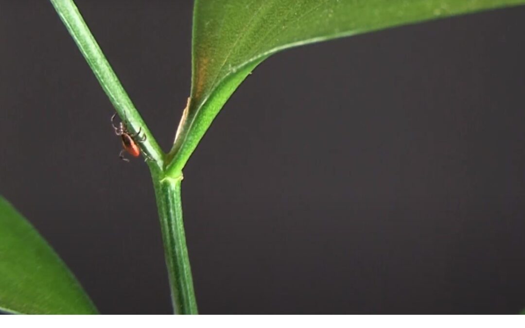 The Hunt for Powassan Virus