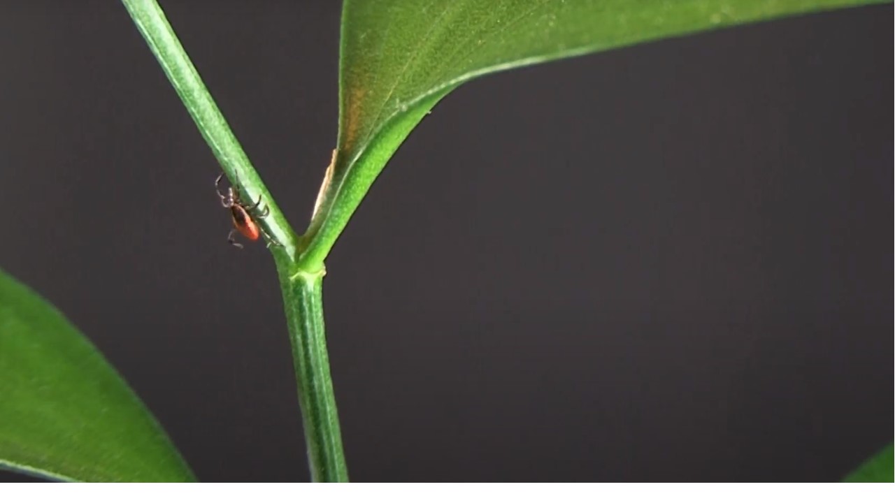 The Hunt for Powassan Virus