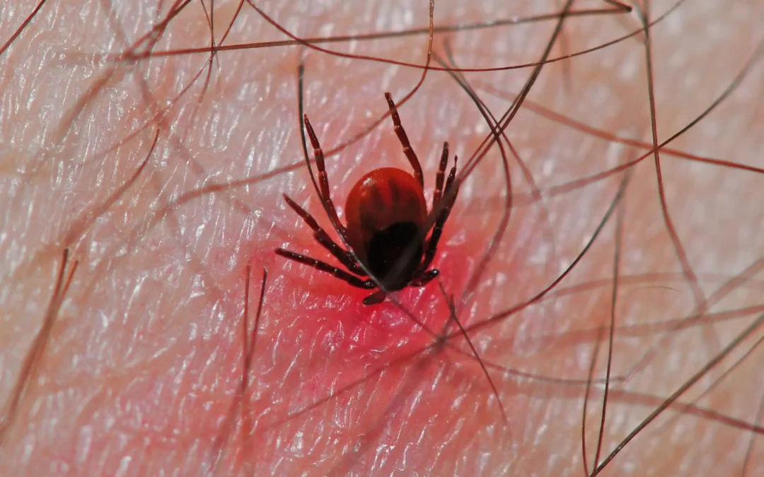 A Pill That Kills Ticks Is a Promising New Weapon Against Lyme Disease