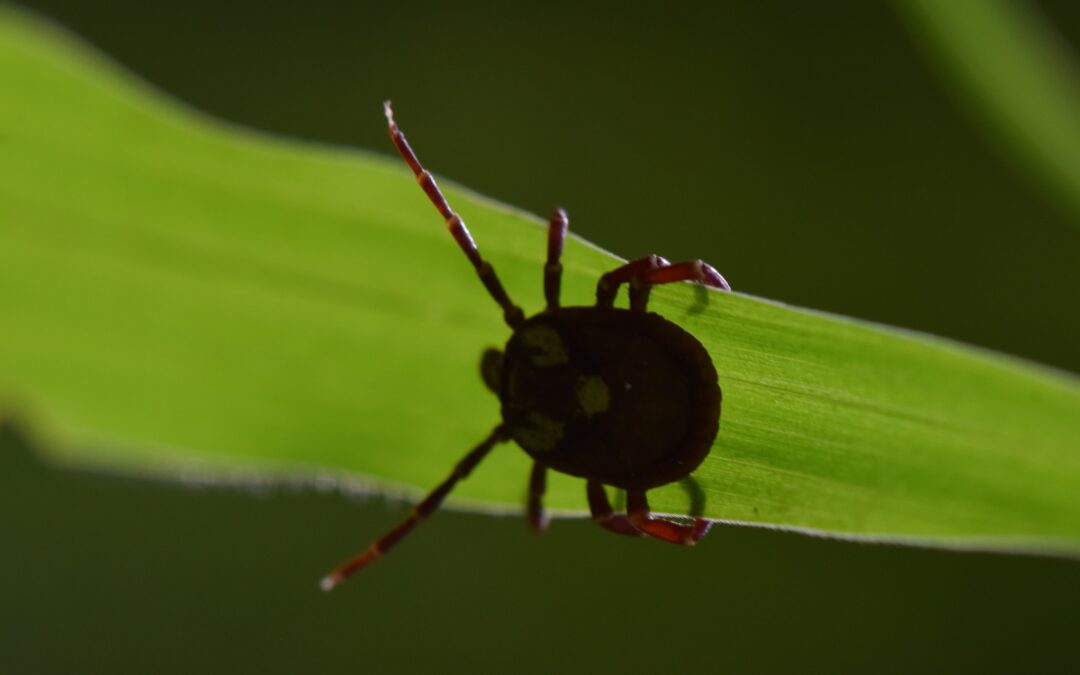The explosion of ticks and alpha-gal syndrome