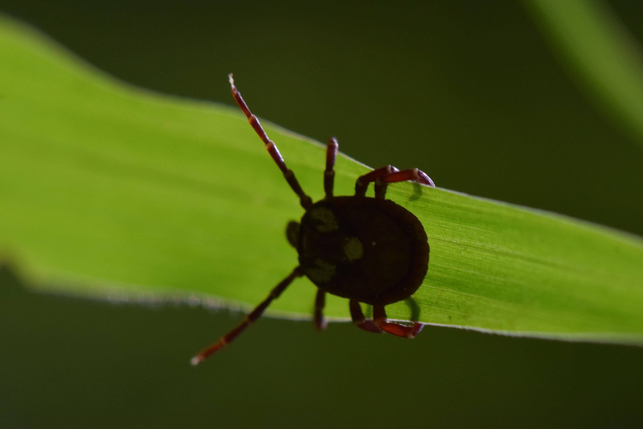 The explosion of ticks and alpha-gal syndrome