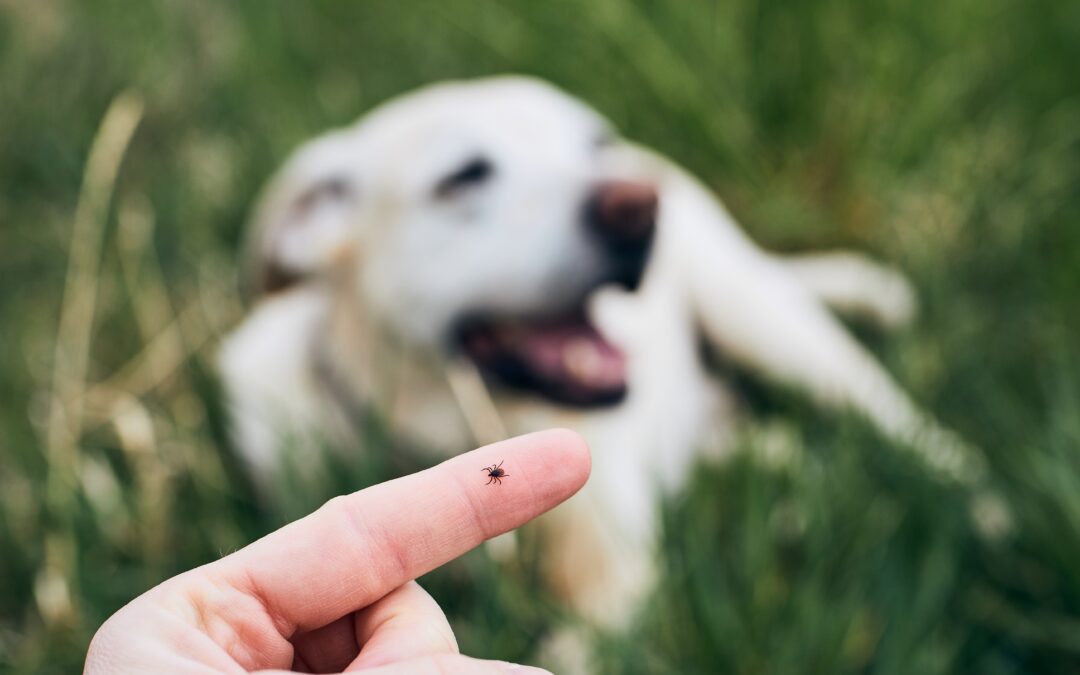 My dog has better tick protection than I do. But that could change soon.