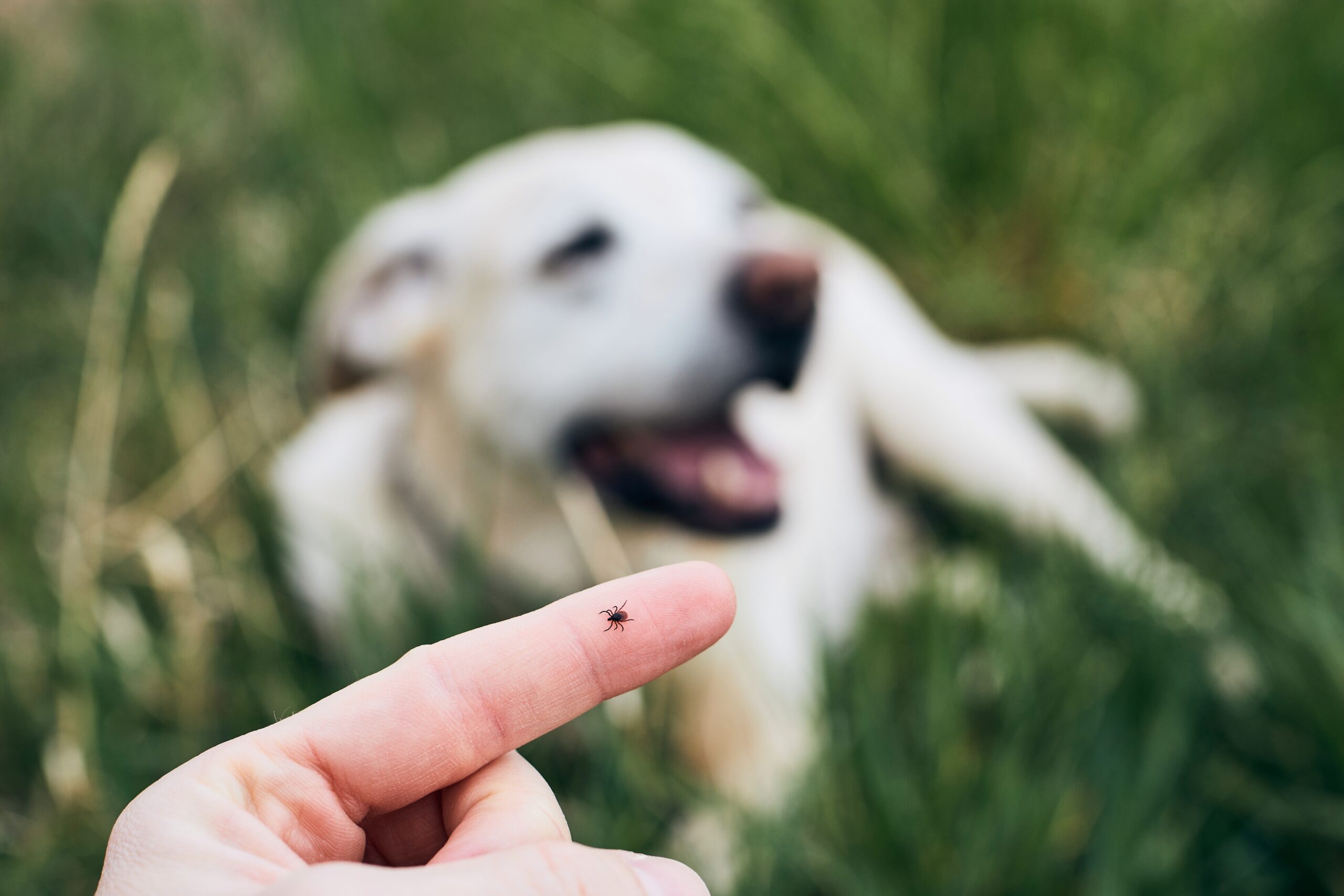 My dog has better tick protection than I do. But that could change soon.